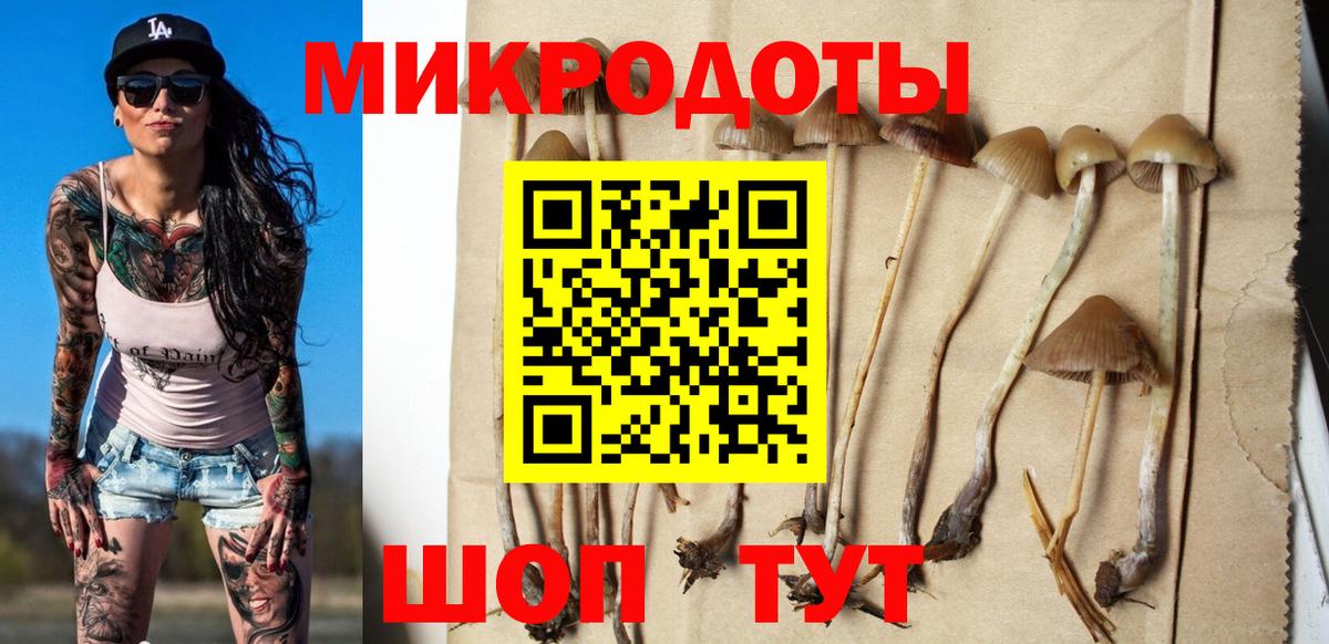 Псилоцибиновые грибы Psilocybine cubensis Сегежа